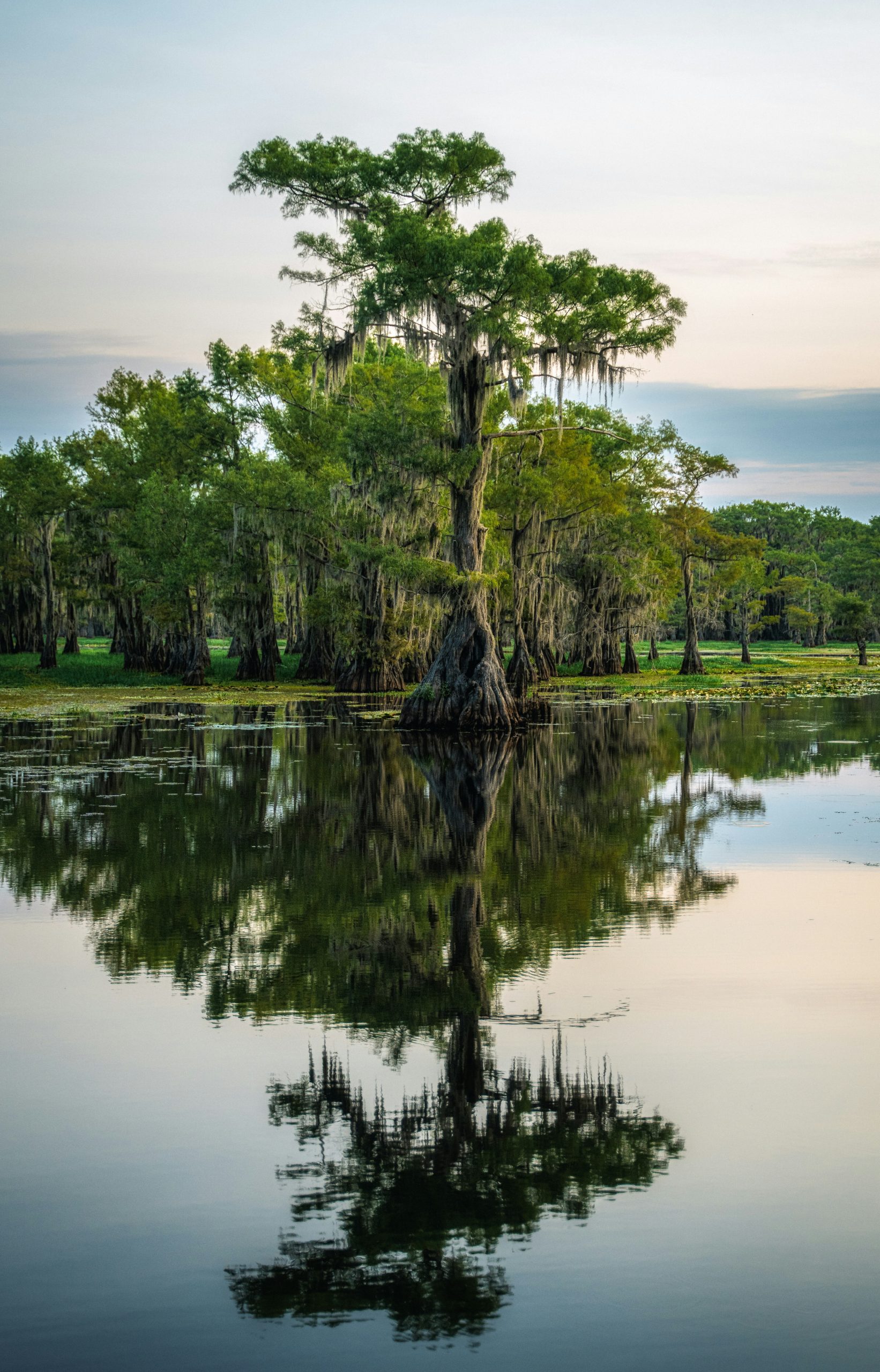 self reflection for personal growth tree reflected in water